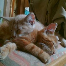 Huskat Bjæver **Bortgivet**