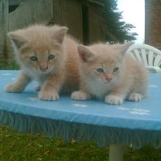 Huskat Bjæver **Bortgivet**