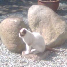 Blanding af racer Lillebror (R.I.P)