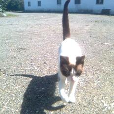 Blanding af racer Lillebror (R.I.P)