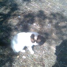 Blanding af racer Lillebror (R.I.P)