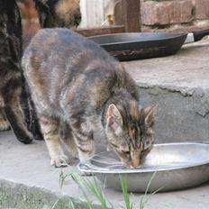 Huskat Vilddyret † R.I.P †