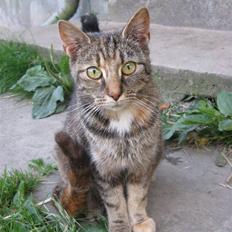 Huskat Vilddyret † R.I.P †