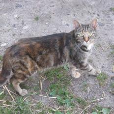 Huskat Vilddyret † R.I.P †