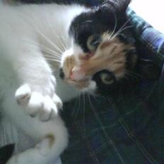 Blanding af racer nille <"33 R.I.P