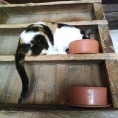 Blanding af racer nille <"33 R.I.P