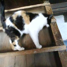 Blanding af racer nille <"33 R.I.P