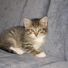 Blanding af racer Malou R.I.P