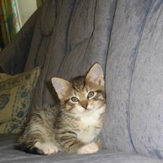 Blanding af racer Malou R.I.P