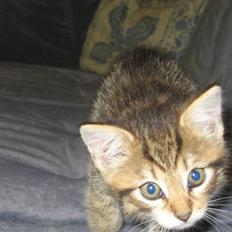 Blanding af racer Malou R.I.P