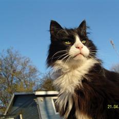 Norsk Skovkat Piple *Lille Brors Mis*