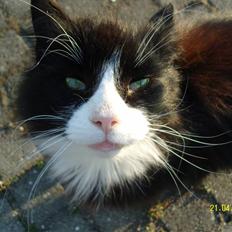 Norsk Skovkat Piple *Lille Brors Mis*