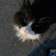 Norsk Skovkat Piple *Lille Brors Mis*