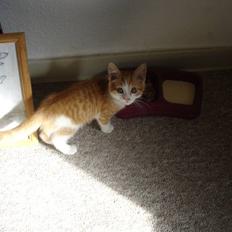 Blanding af racer Cæsar