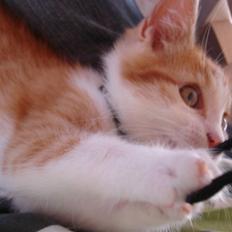 Blanding af racer Cæsar