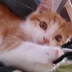 Blanding af racer Cæsar