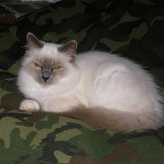 Hellig Birma Maupets Chloe