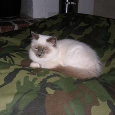 Hellig Birma Maupets Chloe