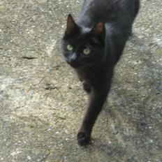 Blanding af racer silke