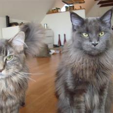 Maine Coon Mui