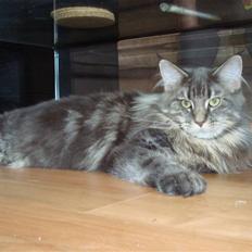 Maine Coon Mui