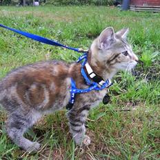 Blanding af racer Sommer *RIP*