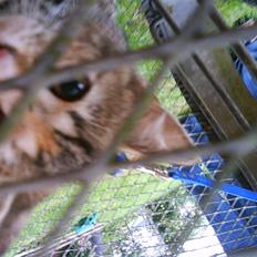 Blanding af racer Sommer *RIP*