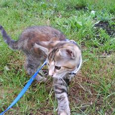 Blanding af racer Sommer *RIP*