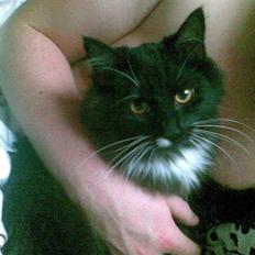 Blanding af racer Samson