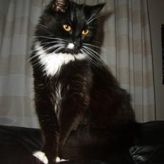 Blanding af racer Samson