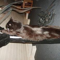 Blanding af racer Samson