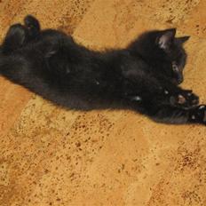 Huskat cocco fra tornager