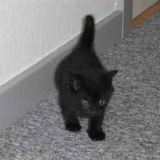 Huskat cocco fra tornager