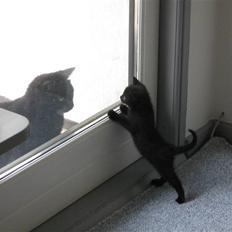 Huskat cocco fra tornager