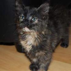 Blanding af racer Malou