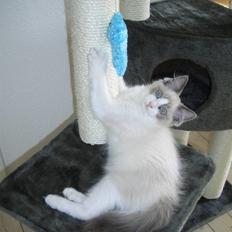 Ragdoll Shishigashira á Chardani