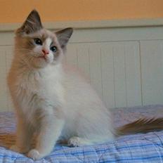 Ragdoll Shishigashira á Chardani