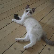 Ragdoll Shishigashira á Chardani