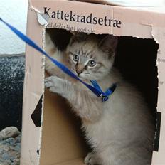 Blanding af racer Bailey DØD :'(