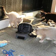 Blanding af racer Bailey DØD :'(