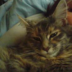 Maine Coon Tulle (SOLGT)