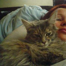 Maine Coon Tulle (SOLGT)