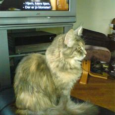 Maine Coon Tulle (SOLGT)