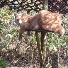 Blanding af racer Laban