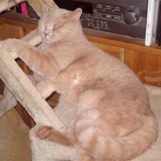 Blanding af racer Laban