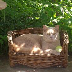 Blanding af racer Laban