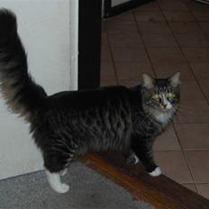 Maine Coon Twinto