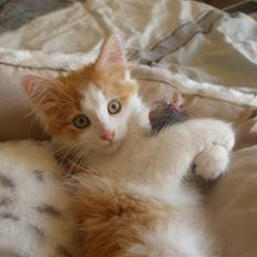 Sibirisk Kat Umir Ulianko / Oliver