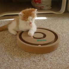 Sibirisk Kat Umir Ulianko / Oliver