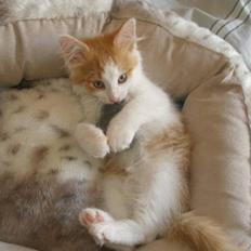 Sibirisk Kat Umir Ulianko / Oliver